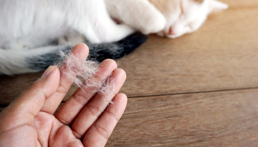 hand-holding-pile-of-cat-hair-loss (1)