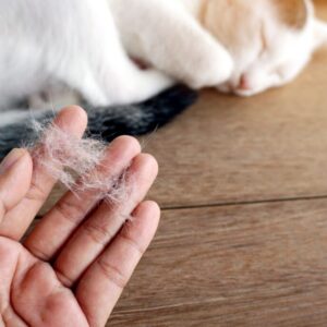 hand-holding-pile-of-cat-hair-loss (1)